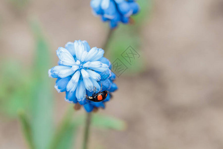 春天用美丽的蓝色花朵图片