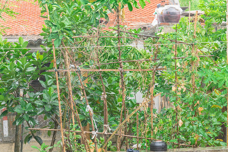 越南北部农村住宅的农村花园雨天生长在竹格子和果树图片