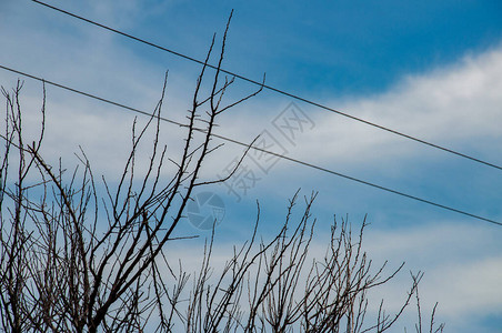 光秃的树枝和模糊的白色蓝天背景上的电缆线春天自然的树枝图片