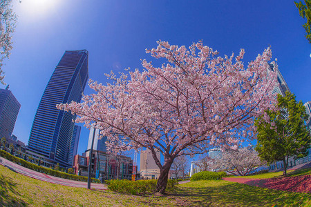 樱花和横滨米那托米图片