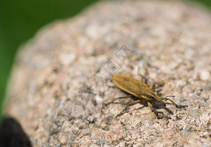 一只小昆虫被石头抓住了图片