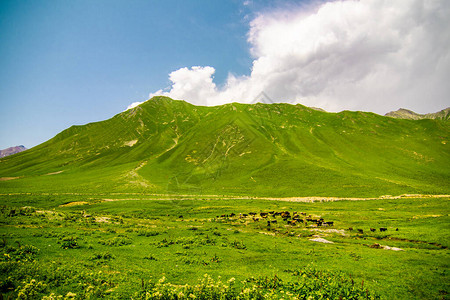格鲁吉亚高山和绿山阳光夏日蓝背景图片