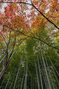 日本京都热门旅游景点阿拉希山竹布林ArashiyamaBan图片