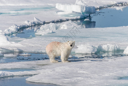 北极海中的湿北极熊在聚图片