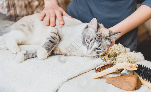 用手掌触摸猫的躯体按摩技术用手图片