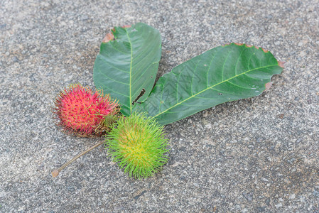 新加坡热带花园附近的混凝土地板上含有大叶子的果和绿色拉布丹或奈背景图片