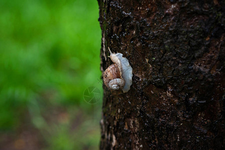 雨中树皮上的蜗牛Helixpomatia图片