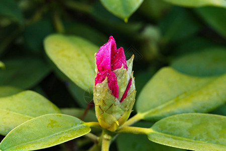 鲜红的芽绿叶间的杜鹃花开图片