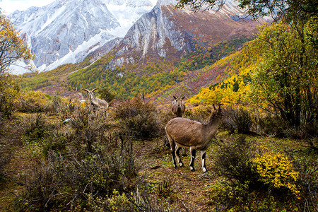 沙米瓦鲁皮卡普拉立比卡普拉在岩石山图片