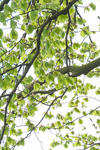 天然绿叶与树枝白色背景在春天图片