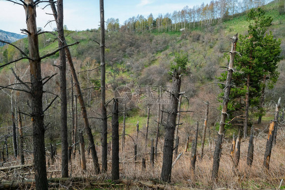 山上的枯木树天山哈萨图片