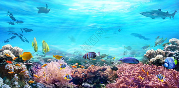 水下海洋世界的动物图片