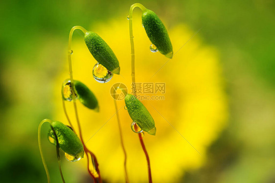 款冬花倒映在苔藓上的一滴水里图片