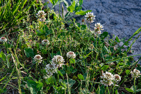 三叶草植物的白花与新鲜的绿草背景和离焦的灰色石头表面上的复制空间图片