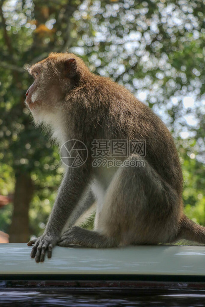 白车顶上那只淘气的松鼠猴子黑车顶上图片