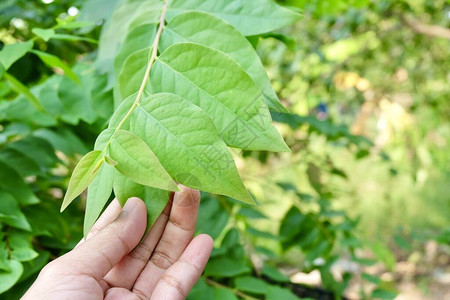 园丁为了照顾农庄谨慎地保管着图片