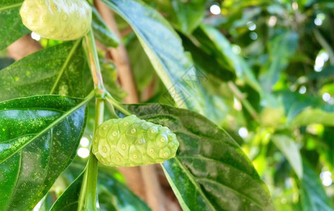 蔬菜和香草新鲜诺丽果巴戟天大巴戟天印度桑椹桑葚或奶酪水果图片