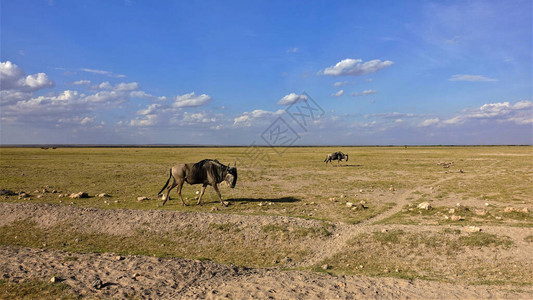 肯尼亚安博塞利公园野动物在热带草原上放牧很少干草图片
