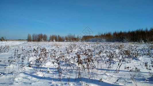 冬天在雪地里的田野图片