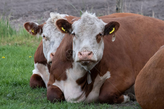 两只棕色和白色的海尔福德牛在帕斯杜雷亚特上出现谣言他们正图片