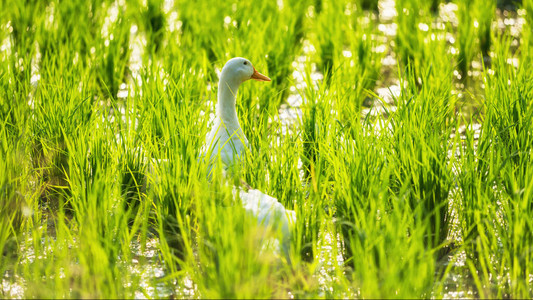 白鸭在稻田上游泳图片