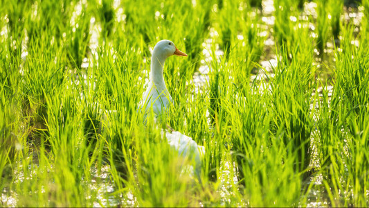 白鸭在稻田上游泳背景图片