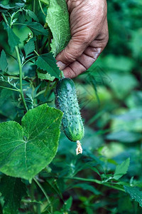 农民的手在温室的树枝上握着绿黄瓜农民家族企业新鲜蔬菜的运送和销售季节收获素食者和素食者的健康营图片