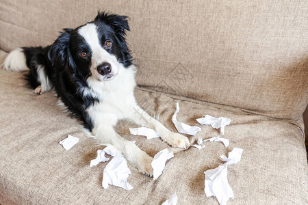 顽皮的小狗边境牧羊犬恶作剧咬躺在家里沙发上的卫生纸有罪的狗和被毁的客厅用可笑的内疚表情损坏凌图片