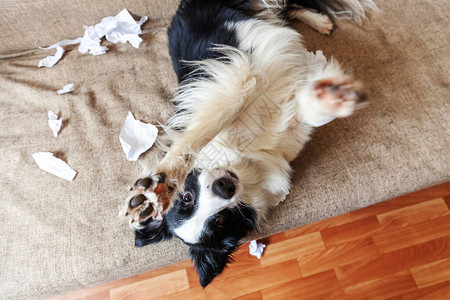 顽皮的小狗边境牧羊犬恶作剧咬躺在家里沙发上的卫生纸有罪的狗和被毁的客厅用可笑的内疚表情损坏凌图片