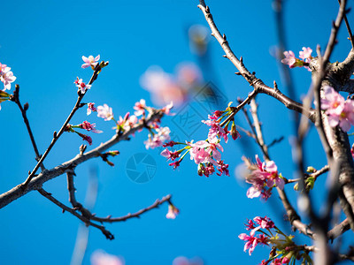春天美丽的樱花樱花图片