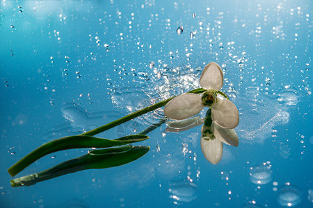 雪花莲躺在镜子上水滴花图片