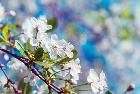 横幅与一棵开花的苹果树的枝春天卡图片