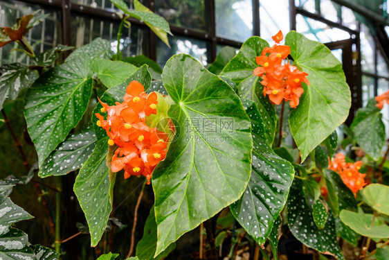 花园里新鲜的许多橙色秋海棠花的侧视图图片