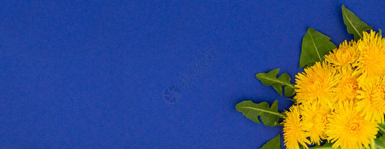 班纳五朵带叶子的黄色蒲公英漂亮地躺在深蓝色表面的右角文本的地方春天图片