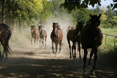 从草原上跑回家的有不同颜色的图片素材