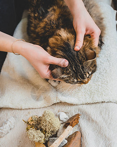 用你的拇指对小猫头部的背部进行按图片