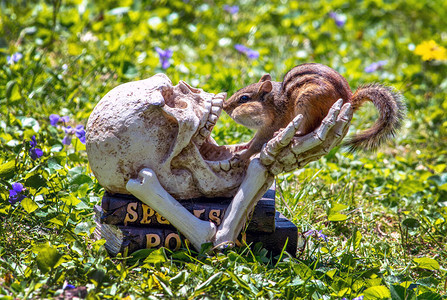 一个好奇的花栗鼠检查一个有趣的头骨和雕塑图片