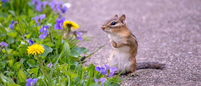 在一个五颜六色的花园的边缘有一只可爱的小花栗鼠的全景图图片