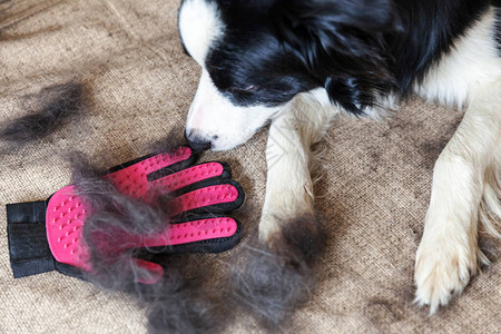 换毛宠物卫生506541693照片  |小女孩对狗狗过敏501397890照片