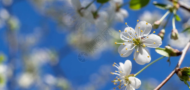 花园里开着鲜艳的白梅花图片