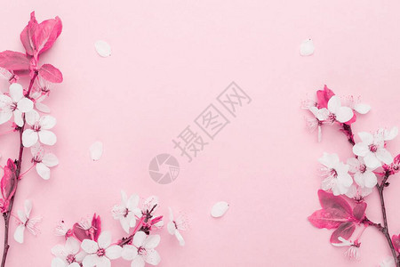 樱桃树开花四月的花卉自然和春天的樱花在柔和的粉红色背景上绽放3月8日的横幅图片