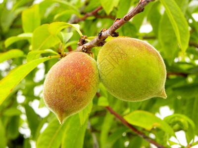 树枝上的绿桃未成熟的桃子高清图片