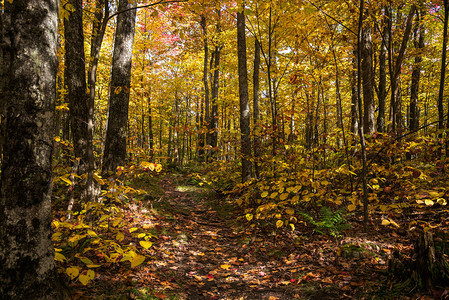 落叶覆盖的荒凉远足小径穿过秋天落叶高峰的茂密森林美国佛蒙特州格图片