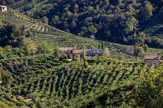 意大利圣斯特凡诺市普罗塞科葡萄酒区葡图片