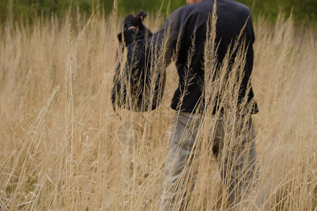 一个男人背着黑色背包在干枯的高草丛中的剪影乌克兰的野外旅图片