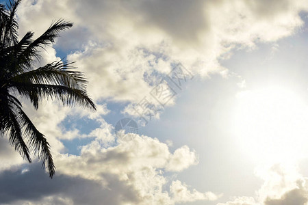 反对云彩的棕榈树图片