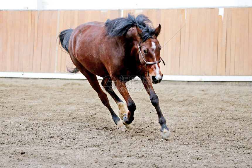 美丽的年轻纯种小马在训练期间穿过空骑图片