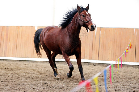 美丽的年轻纯种小马在训练期间穿过空骑图片