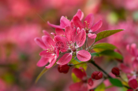 有粉红色苹果花的分支开花在粉红色的装饰野苹果树开花图片