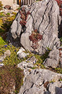 春天的岩石花园详细描述石头上有房子香肠还图片